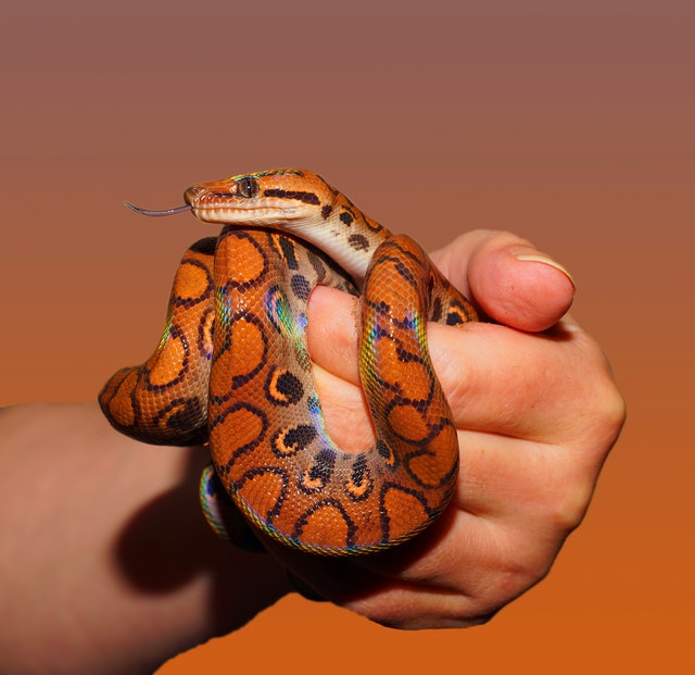 dresser serpent